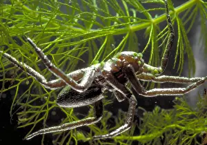 Arthropod Wildlife Drucke: Fishing Spider