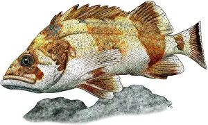Marine Life Illustrations Drucke: Flag Rockfish