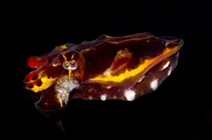 Gerahmter Druck : Flamboyante Tintenfisch Gerahmter Druck : Flamboyante Tintenfisch
