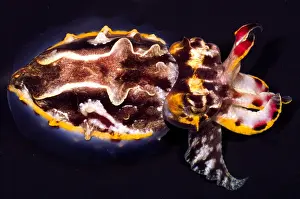 Cephalopod Species Drucke: Flamboyant Cuttlefish