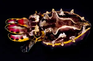 Poisonous Sea Creatures Drucke: Flamboyant Cuttlefish