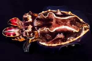 Poisonous Sea Creatures Drucke: Flamboyant Cuttlefish