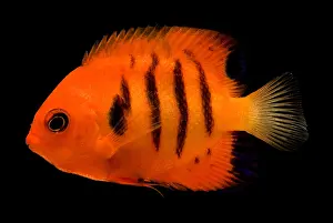 Tropical Fish Drucke: Flame Angelfish
