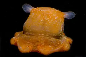 Flapjack-Oktopus