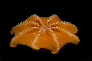 Flapjack Octopus