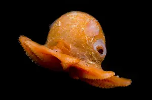 Flapjack Octopus