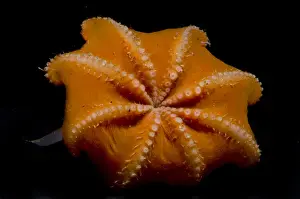 Flapjack Octopus