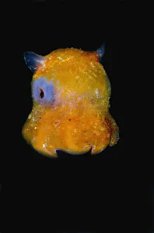 Underwater Animal Images Drucke: Flapjack Octopus