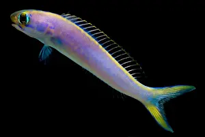Tropical Ocean Life Drucke: Flashing tilefish