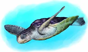 Australian Native Animals Drucke: Flatback Sea Turtle
