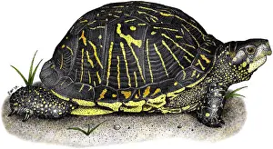 Gerahmter Druck : Florida-Box-Schildkröte Gerahmter Druck : Florida-Box-Schildkröte