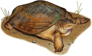 Wildlife Illustrations Drucke: Florida Softshell Turtle