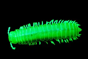 Fluoreszierende Millipede