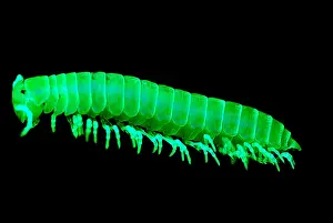 California Wildlife Drucke: Fluorescent Millipede
