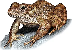 American Wildlife Art Drucke: Foothill Yellowlegged Frog
