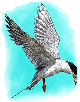 Endangered Bird Species Drucke: Forsters tern