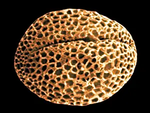 Electron Microscope Images Drucke: Forsythia Pollen Grains