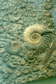 Invertebrate Fossils Drucke: Fossiliferous Limestone