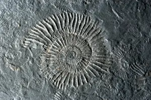 Fossilized Ammonites Drucke: Fossilized Ammonites