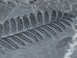 Paleozoic Era Fossils Drucke: Fossilized Fern