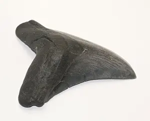 Fossiler Hai-Zahn.