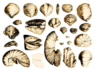 Fossilisierte Schalen aus der "Geologischen Beobachtungen auf Vulkanischen Inseln" von 1844