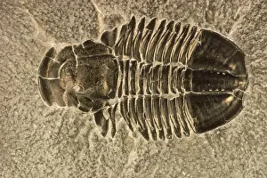 Paleozoic Era Fossils Drucke: Fossilized Trilobite