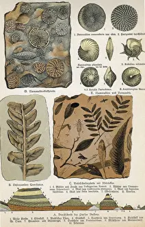 Paleontology Illustrations Drucke: Fossils