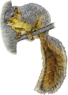 Fox Squirrel