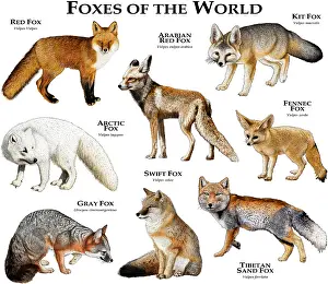 Drucke von Kollage verschiedener Arten von Füchsen Fennek-Fuchs Drucke: Füchse der Welt