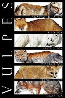 Wildlife Art Drucke: Foxes of the World