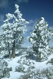 California Mountains Drucke: Fraizer Mountain Park