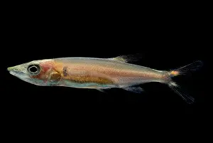 Peruvian Wildlife Photography Drucke: Freshwater Barracuda
