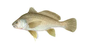Freshwater Aquatic Life Drucke: Freshwater Drum