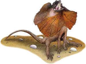 Wildlife Artwork Drucke: Frill-Necked Lizard