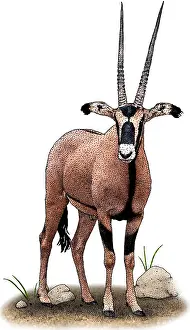 Bovidae Species Drucke: Fringe Eared Oryx
