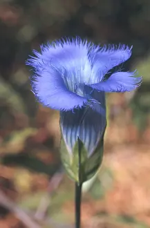 Botanical Garden Plants Drucke: Fringed Gentian
