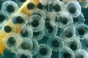 Amphibian Life Cycle Drucke: Frog Eggs Hatching