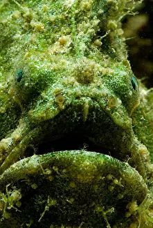 Tropical Reef Fish Drucke: Frogfish