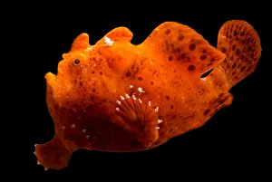 Marine Vertebrates Drucke: Frogfish