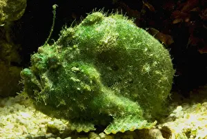 Tropical Reef Fish Drucke: Frogfish
