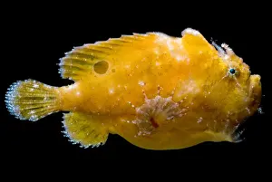 Camouflage Fish Drucke: Frogfish