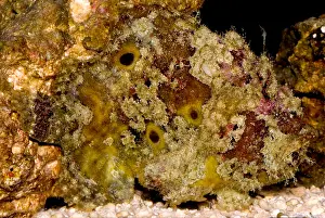Camouflaged Fish Drucke: Frogfish