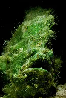 Close Up Animal Portraits Drucke: Frogfish