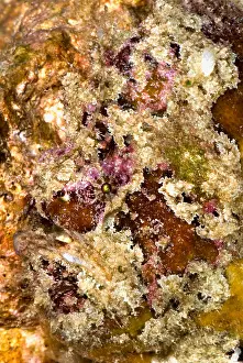 Tropical Reef Fish Drucke: Frogfish