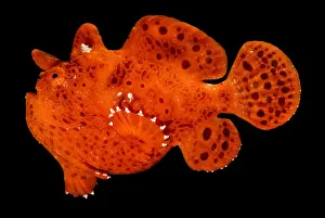 Tropical Reef Fish Drucke: Frogfish