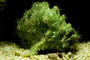 Tropical Reef Fish Drucke: Frogfish