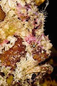 Tropical Reef Fish Drucke: Frogfish