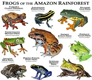 Amazon Rainforest Frogs Drucke: Frogs of the Amazon Rainforest