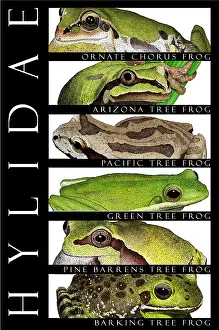 Nature Illustrations Drucke: Frogs, Poster